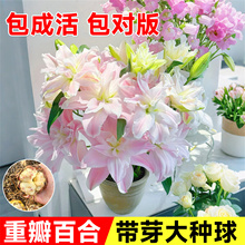 进口重瓣香水百合花种球四季播种好养水培鲜花盆栽绿植庭院花种籽