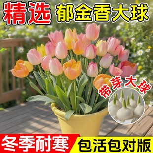 郁金香种球水培花卉植物室内花四季种子盆栽花苗开花土培水养好活