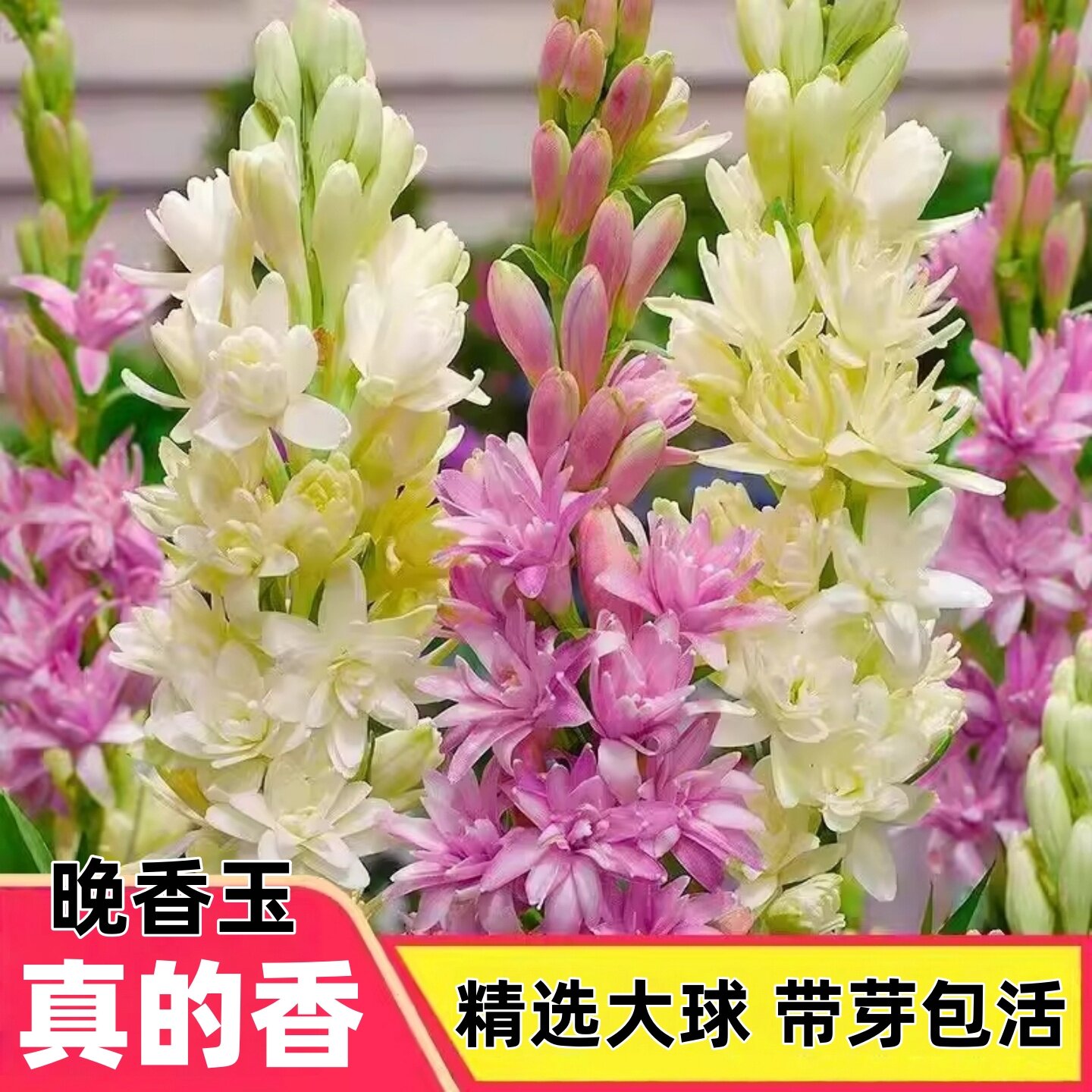 晚香玉种球重瓣大花球根带多芽