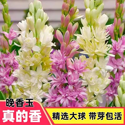 晚香玉种球重瓣大花球根带多芽