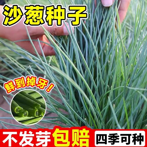 沙葱种子根苗新鲜内蒙古韭