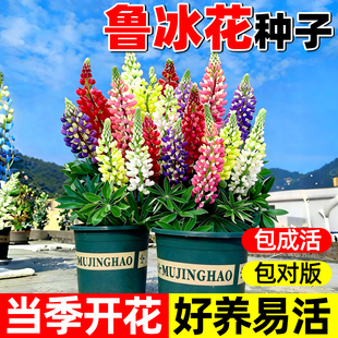 鲁冰花种籽子四季播种开花羽扇豆太阳花籽室外庭院易活野花卉植物
