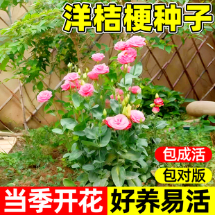 进口重瓣洋桔梗花种子四季播种开花易活种孑室外秋播花种籽子花籽