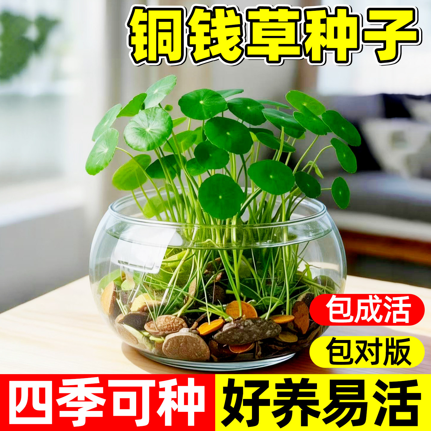铜钱草种子水培草籽大小叶金钱草适合水养的室内绿植四季好养植物