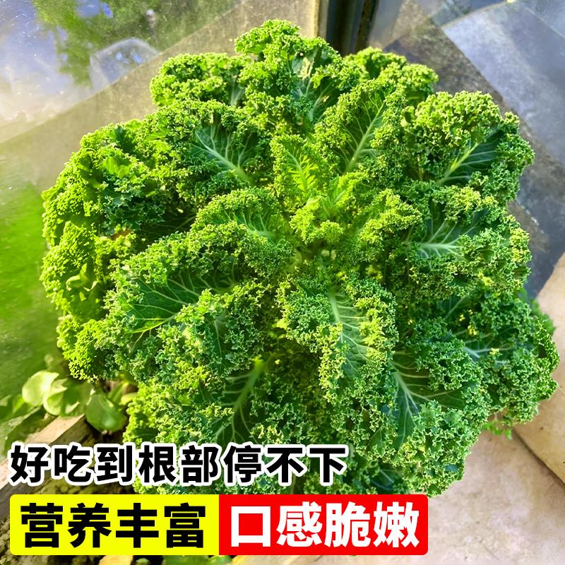 羽衣甘蓝种子可食用孢子甘蓝