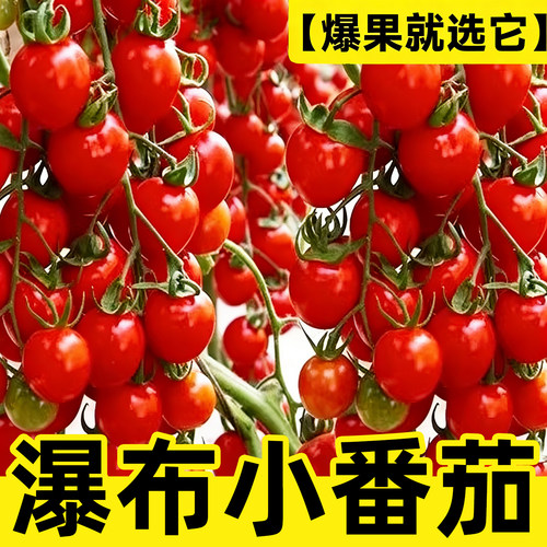 瀑布小番茄苗千禧圣女果苗秧