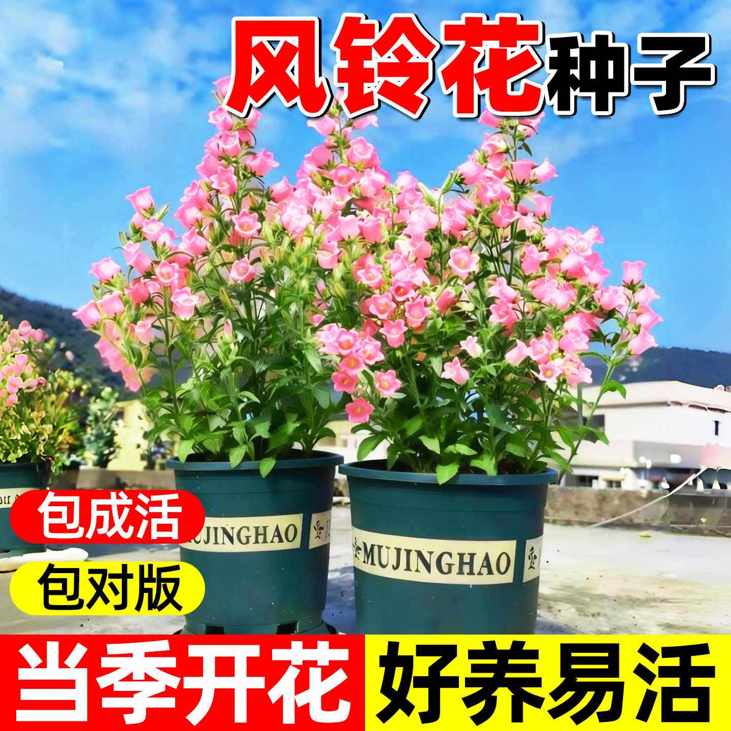 混色风铃花种子四季播种开花花籽盆栽花卉室外阳台庭院花种籽子孑