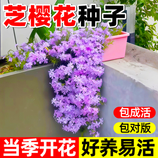 低矮芝樱花种籽子四季播种开花福禄考花籽盆栽室外地被庭院花种孑