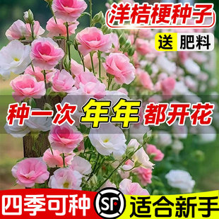 洋桔梗花种子太阳花重瓣四季播种籽好养易活花卉苗种孑室内外大全