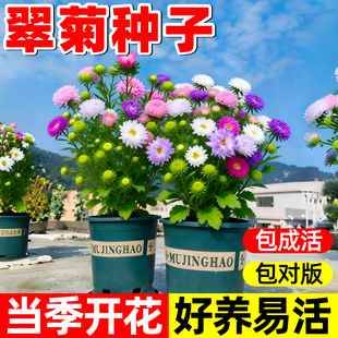 翠菊种子大花好养的花种籽庭院花籽易活花种籽四季开花室外花种