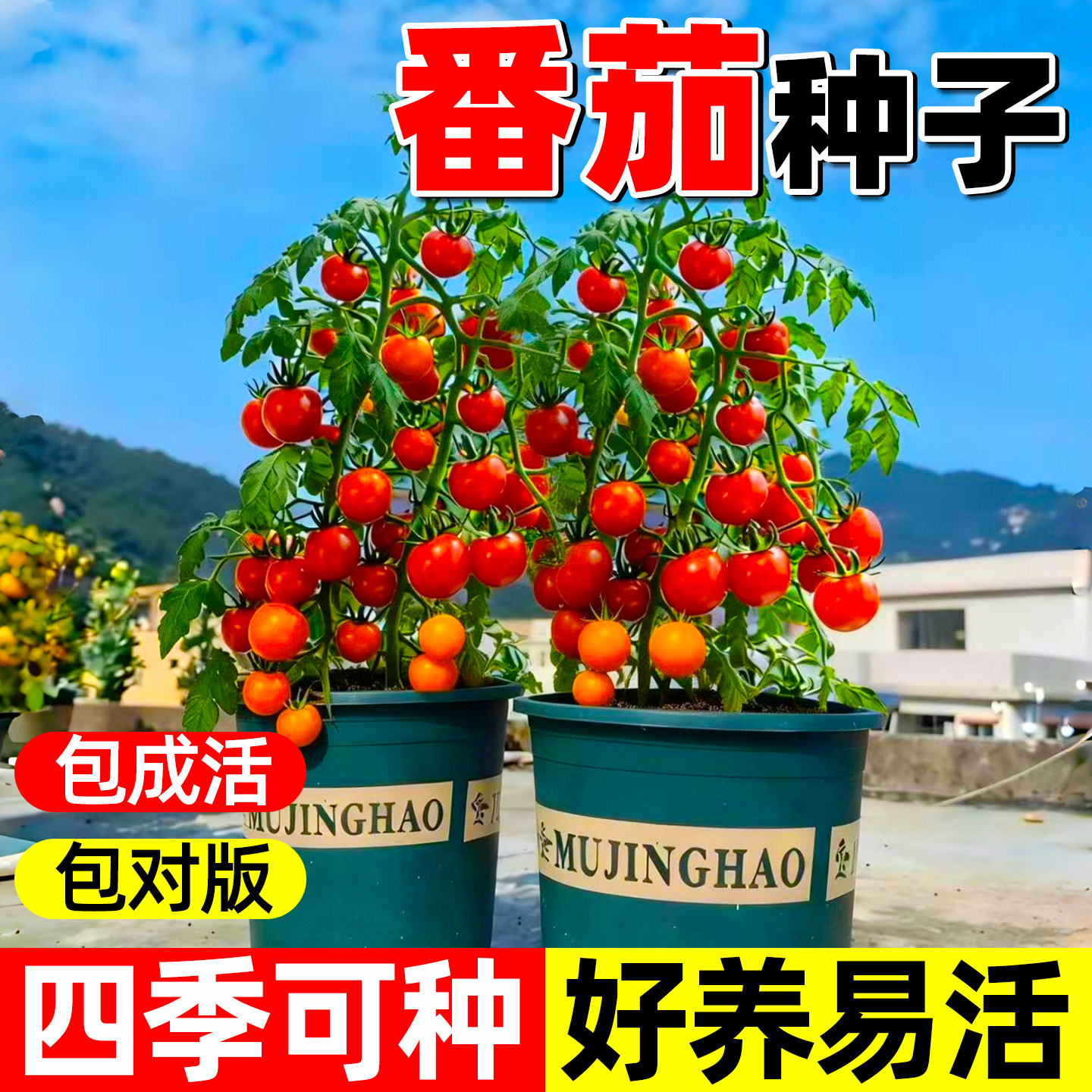 四季小番茄种子圣女果樱桃西红柿盆栽农家春季水果蔬菜种籽孑大全