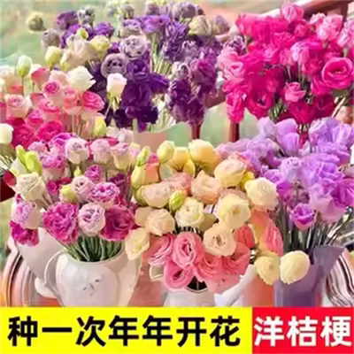 进口重瓣洋桔梗花种子四季播种