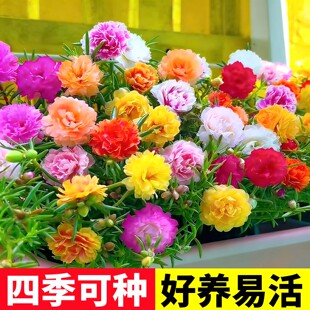 重瓣太阳花种孑花种籽子室内室外观花卉植物花籽四季播种开花易活