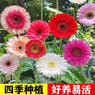 进口非洲菊种子扶郎花菊花种籽阳台盆栽四季景观绿化植物花卉种孑