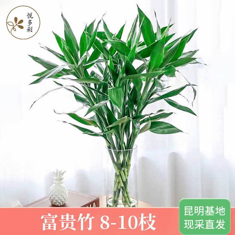悦多彩AB级水培富贵竹 转运竹百合竹 基地直发鲜花家用商务办公室,鲜花速递/花卉仿真/绿植园艺,鲜花速递(同城),淘宝优惠券,粉丝福利购,淘宝优惠卷