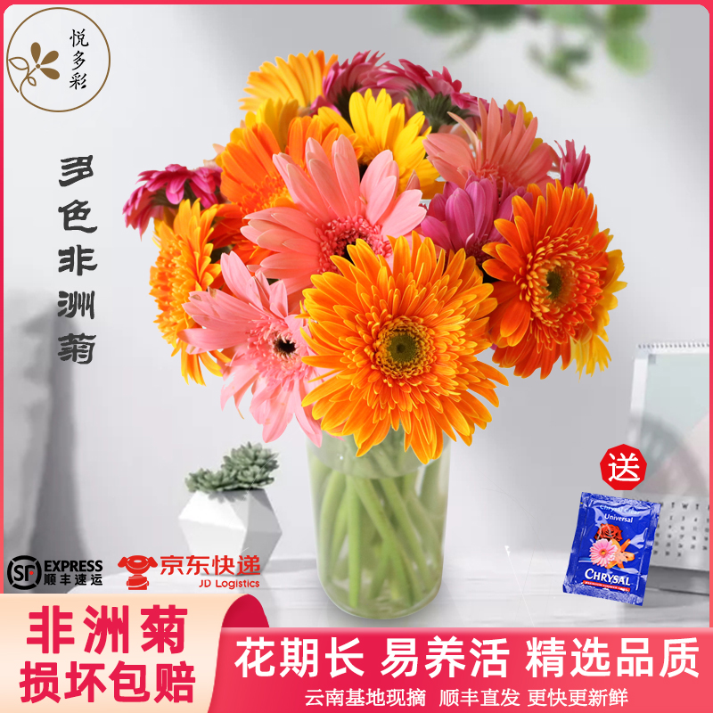 悦多彩非洲菊基地现采空运包邮