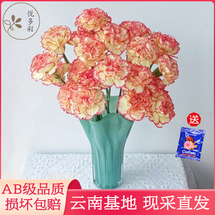 悦多彩AB级多头康乃馨鲜花送长辈母亲节礼物云南基地直发新鲜速递