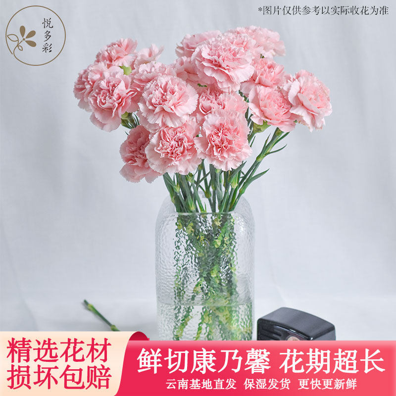 悦多彩AB级粉色康乃馨鲜花单头康乃馨云南基地直发母亲节日礼物