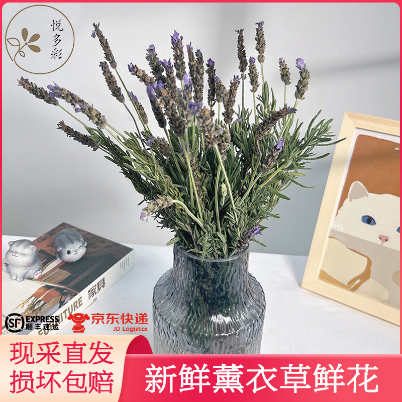 新鲜天然薰衣草鲜花 香包薰衣草干花 云南基地直发 鲜花速递同城,鲜花速递/花卉仿真/绿植园艺,花材,淘宝优惠券,粉丝福利购,淘宝优惠卷