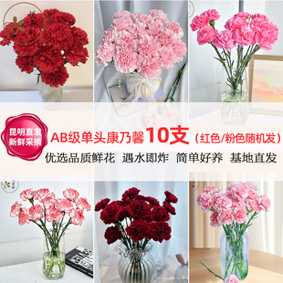 AB级康乃馨鲜花母亲节送礼送妈妈家庭办公室水养云南基地现采直发