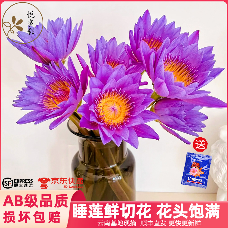 悦多彩睡莲鲜切花基地直发包邮