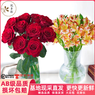 悦多彩A级玫瑰洛神粉色鲜切花水养云南基地直发顺丰 鲜花速递 包邮
