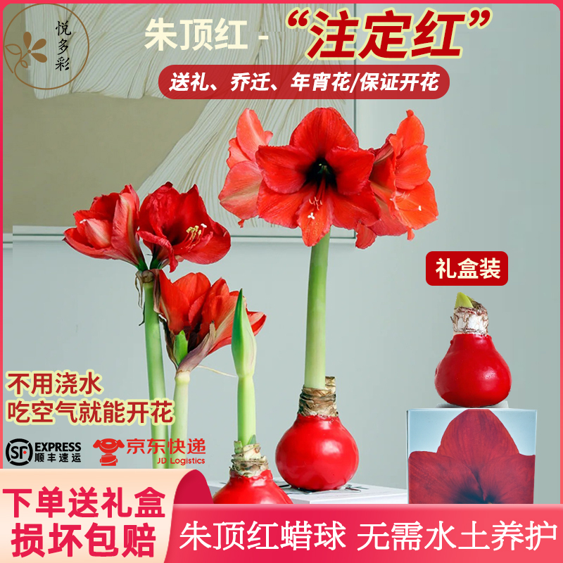 悦多彩朱顶红鲜花昆明基地直发