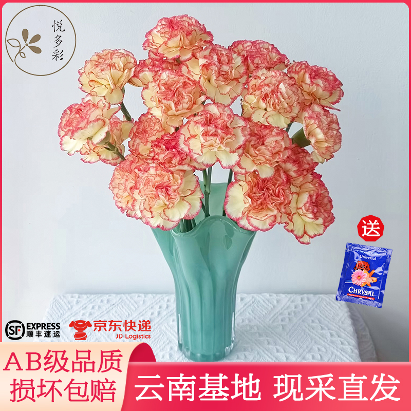 昆明直发单头AB级康乃馨鲜花