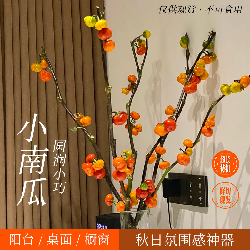 悦多彩网红小南瓜鲜花基地直发