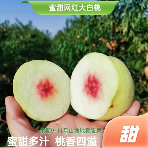 河南南阳白玉大白桃金秋蜜桃现摘