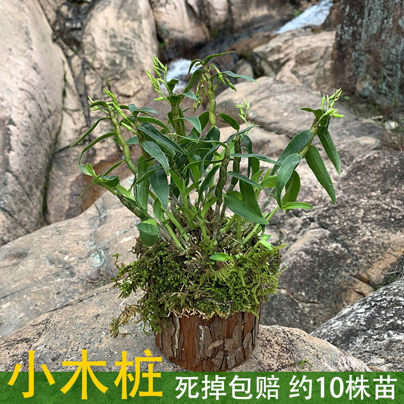 极速【栽好发货】霍山铁皮石斛苗木桩3年红杆石斛苗绿植办公室内