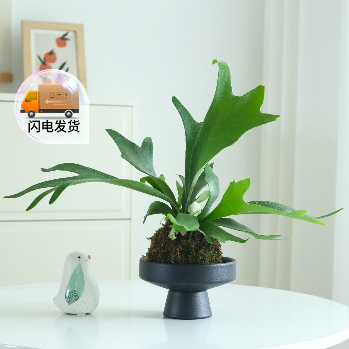 鹿角蕨苔藓球水培植物盆栽好养活