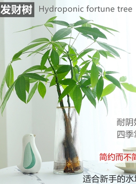 发财树小盆栽室内水培植物耐阴好养摆件招财树办公室桌面绿植花卉