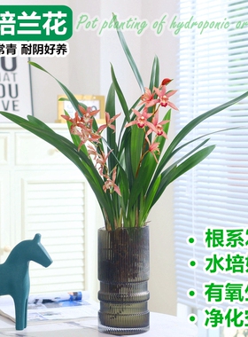 兰花盆栽水培植物企黑墨兰千金兰石斛兰室内四季好养绿植盆景花卉
