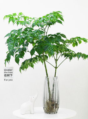 幸福树水培植物水养室内桌面盆栽绿植比吊钟马醉木好养四季常青