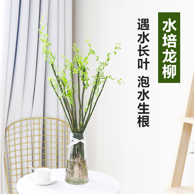 水培龙柳植物鲜枝插花客厅室内盆栽绿植花干枝支雪柳植物鲜枝