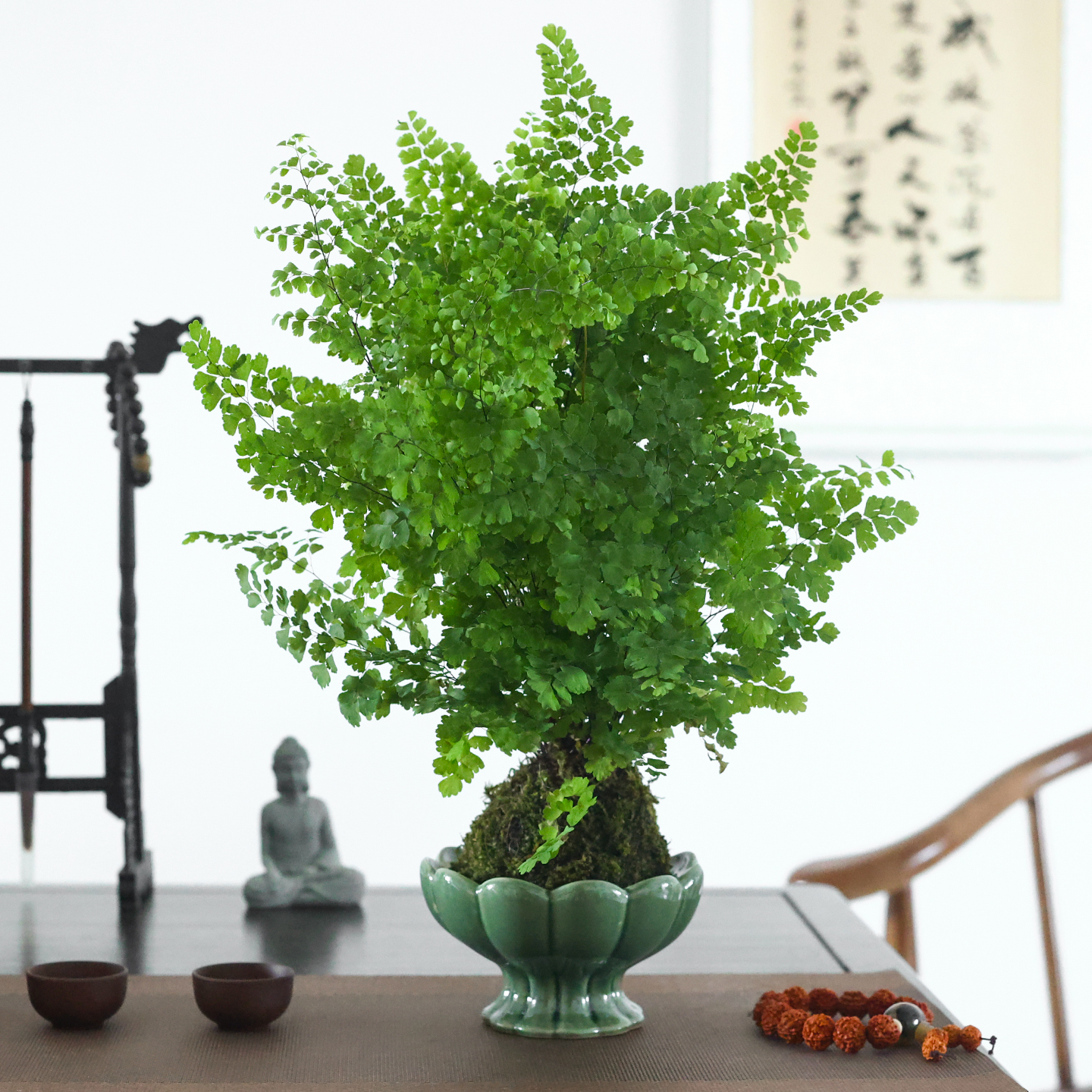 铁线蕨盆栽苔藓球水培植物室内