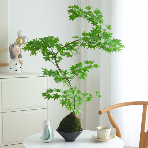 流泉枫绿植盆栽四季常青桌面好养