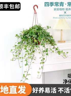 常春藤盆栽室内垂吊爬藤植物花卉吊兰室内客厅绿植四季常青吸甲醛