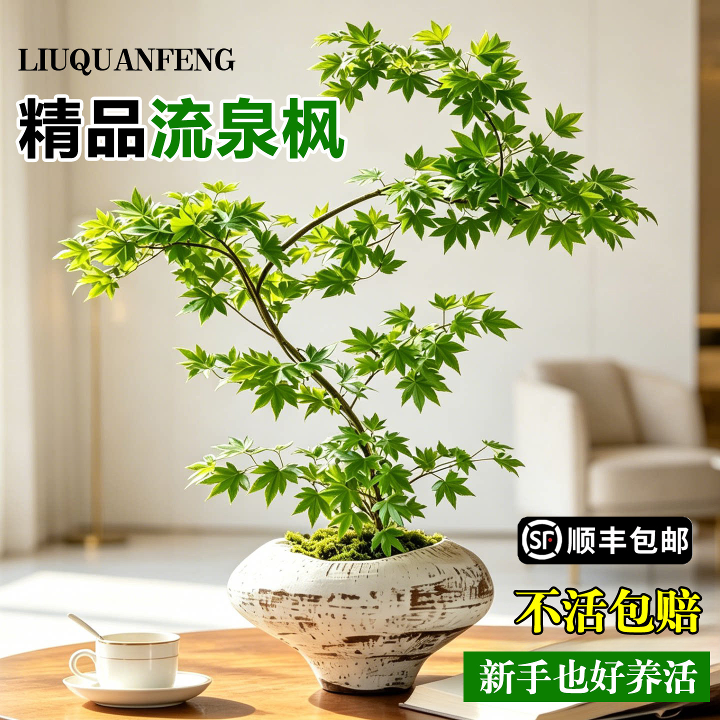 流泉枫盆栽室内客厅花绿植枫树侘寂风植物办公室新手好养盆景花卉
