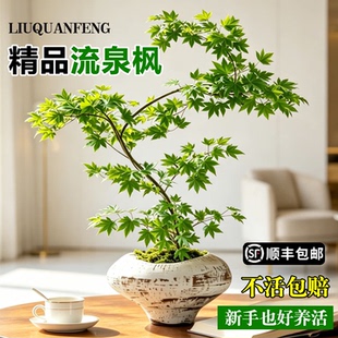 流泉枫盆栽室内客厅花绿植枫树侘寂风植物办公室新手好养盆景花卉