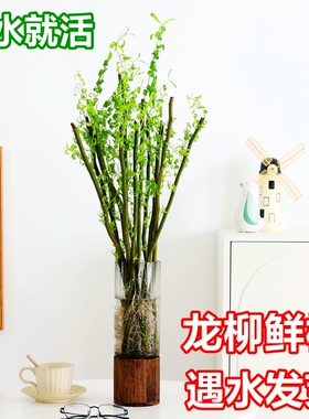 龙柳鲜枝水培插花室内客厅办公室盆栽花卉植物马醉木水养吊钟绿植