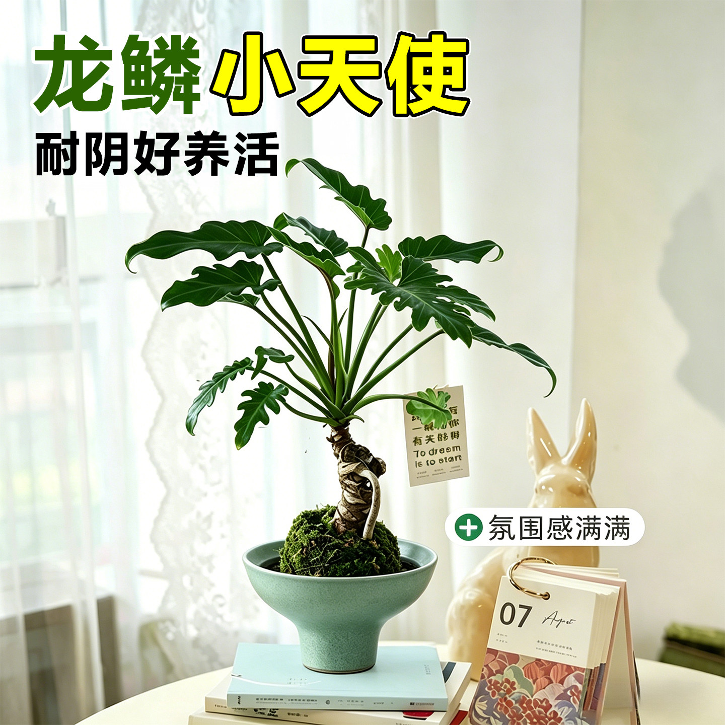 龙鳞小天使盆栽春羽苔藓球水培植物办公室内绿植净化空气好养懒人
