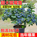蓝莓树果苗盆栽室内特大号南北方种植带果发货花香蓝莓果树大全