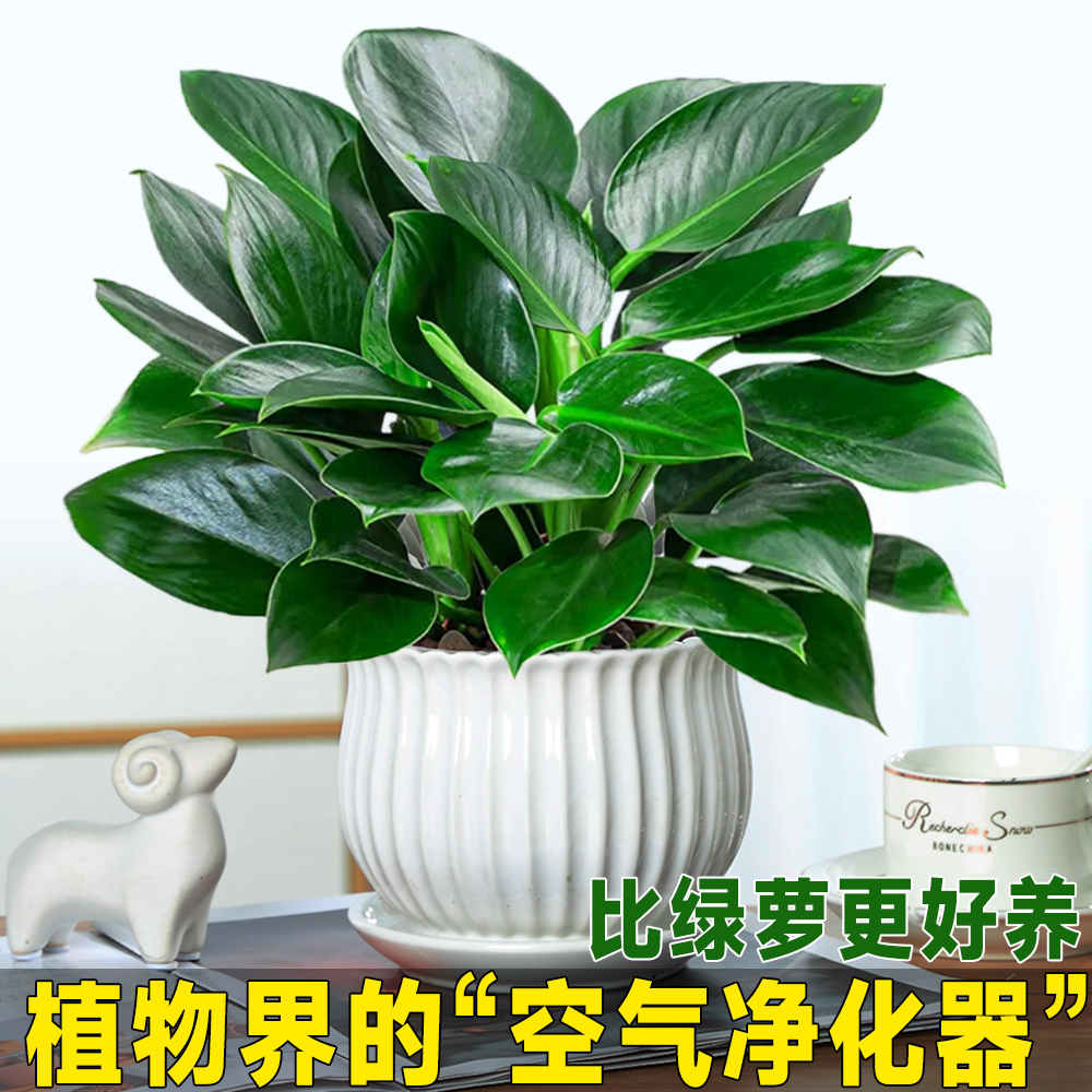 金钻盆栽绿萝箩花卉植物室内水培绿植多肉好养易活发财树四季常青