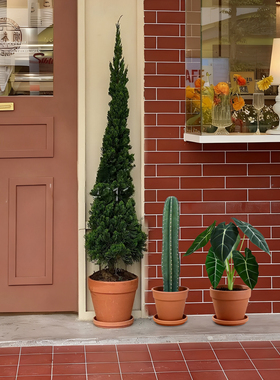 真树龙柏侧柏盆栽松柏树室内绿植客厅庭院好养活植物四季常青盆景