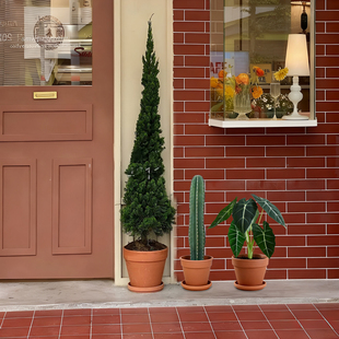 真树龙柏侧柏盆栽松柏树室内绿植客厅庭院好养活植物四季常青盆景