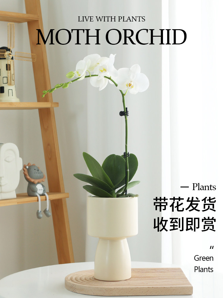 蝴蝶兰盆栽带花花卉植物室内花苗蝴蝶兰
