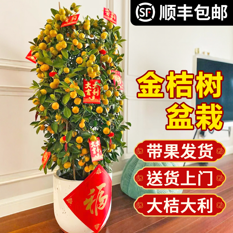 带果发货金桔盆栽年宵花卉