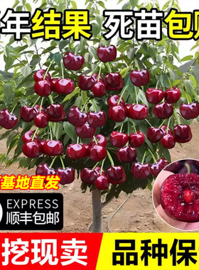 正宗车厘子树苗盆栽矮化黑珍珠嫁接大樱桃树苖果树南方北种植地栽